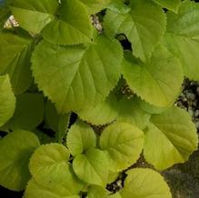 Hydrangea anomola subsp. petiolaris 'Sutter's Mill'