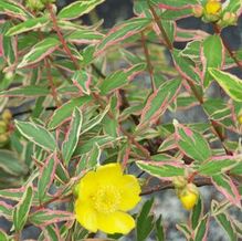 Hypericum x moseranum 'Tricolor'