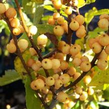 Ilex verticillata 'Golden Verboom' Ilex verticillata 'Golden Verboom'