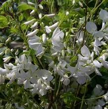 Indigofera incarnata 'Alba' Indigofera incarnata 'Alba'