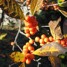 Ilex verticillata 'Winter Gold' Ilex verticillata 'Winter Gold'