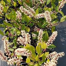 Itea virginica 'Sarah Eve' Itea virginica 'Sarah Eve'