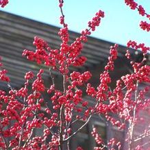 Ilex verticillata 'Winter Red'