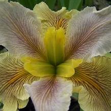 Iris x louisiana 'Wow Factor'