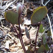 Jeffersonia diphylla