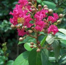 Lagerstroemia indica x fauirei 'Tonto'