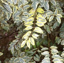 Ligustrum x ibolium 'Quackin' Happy Moondrops'