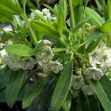 Kalmia angustifolia f. candida Kalmia angustifolia f. candida