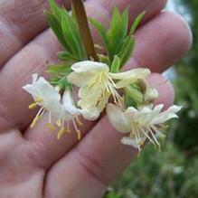 Lonicera fragrantissima Lonicera fragrantissima
