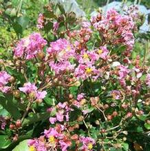 Lagerstroemia indica x fauirei 'Hopi' Lagerstroemia indica x fauirei 'Hopi'