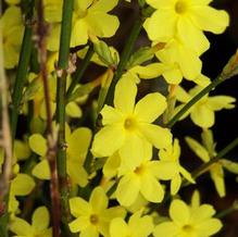 Jasminum nudiflorum 'Mystique' Jasminum nudiflorum 'Mystique'