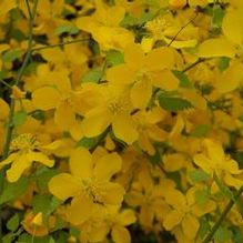 Kerria japonica 'All Gold' Kerria japonica 'All Gold'