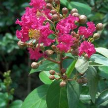 Lagerstroemia indica x fauirei 'Tonto' Lagerstroemia indica x fauirei 'Tonto'