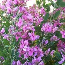 Lespedeza thunbergii 'Pink Fountain' Lespedeza thunbergii 'Pink Fountain'