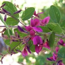 Lespedeza thunbergii 'Spilt Milk' Lespedeza thunbergii 'Spilt Milk'