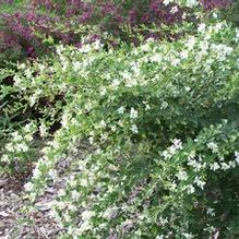 Lespedeza thunbergii 'White Fountain' Lespedeza thunbergii 'White Fountain'