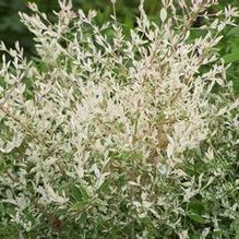 Ligustrum obtusifolium 'Stardust' Ligustrum obtusifolium 'Stardust'