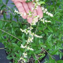 Ligustrum quihoui Ligustrum quihoui