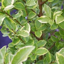 Ligustrum ovalifolium 'Lemon and Lime' Ligustrum ovalifolium 'Lemon and Lime'