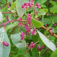 Lonicera maximowiczii var. sachalinensis Lonicera maximowiczii var. sachalinensis