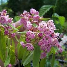 Kalmia angustifolia Kalmia angustifolia
