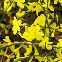 Jasminum nudiflorum Jasminum nudiflorum