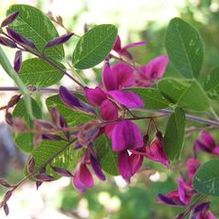 Lespedeza thunbergii 'Spilt Milk'