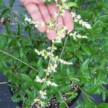 Ligustrum quihoui