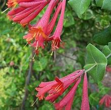 Lonicera sempervirens 'Major Wheeler'