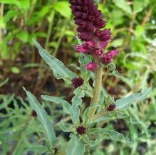 Lysimachia atropurpurea Lysimachia atropurpurea