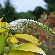 Lysimachia clethroides 'Heronswood Gold' Lysimachia clethroides 'Heronswood Gold'