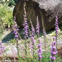 Liatris microcephala Liatris microcephala