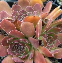 Jovibarba heuffelii 'Orion' Jovibarba heuffelii 'Orion'