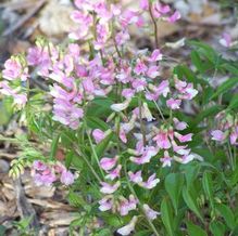 Lathyrus vernus 'Rosenelfe' Lathyrus vernus 'Rosenelfe'