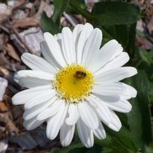 Leucanthemum x superbum 'Highland White Dream' Leucanthemum x superbum 'Highland White Dream'