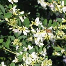 Lespedeza thunbergii 'Avalanche'