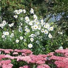 Leucanthemella serotina 'Herbststern'