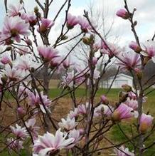 Magnolia x loebneri 'Pink Mist'