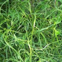 Morus alba 'Nuclear Blast' Morus alba 'Nuclear Blast'
