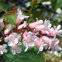 Neillia sinensis Neillia sinensis