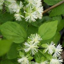 Neviusia alabamensis Neviusia alabamensis