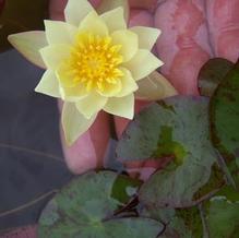 Nymphaea odorata 'Helvola'