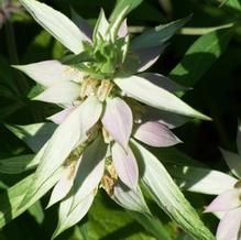 Monarda punctata