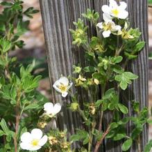 Potentilla fruticosa 'Abbottswood' Potentilla fruticosa 'Abbottswood'