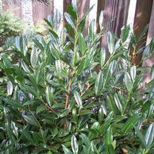 Prunus laureocerasus 'Otto Luyken' Prunus laureocerasus 'Otto Luyken'