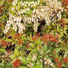 Pieris japonica 'Little Heath' Pieris japonica 'Little Heath'