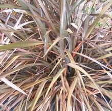 Phormium 'Black Rage' Phormium 'Black Rage'