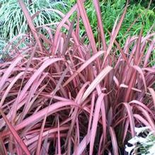 Phormium 'Evening Glow' Phormium 'Evening Glow'