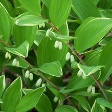Polygonatum odoratum 'Variegatum' Polygonatum odoratum 'Variegatum'