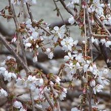 Prunus x yedodensis 'Arctic Dawn'